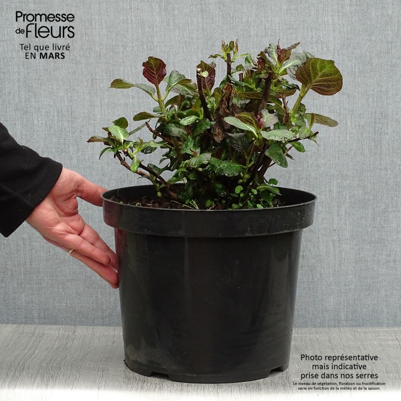 Hydrangea macrophylla Miss Saori - Ortensia Vaso da 7,5L/10L esemplare consegnato in primavera