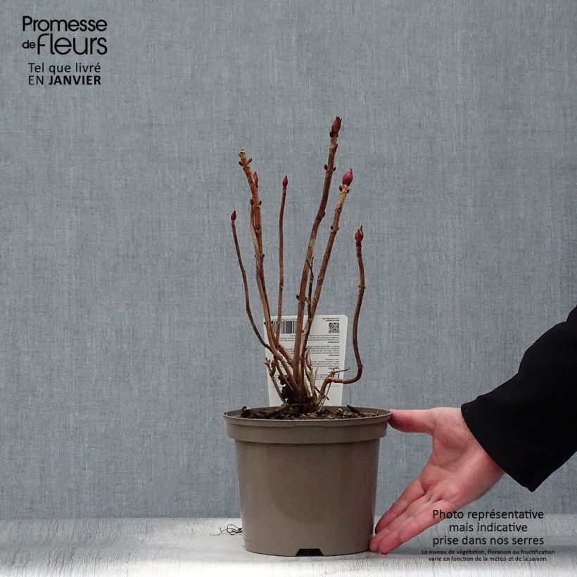 Hydrangea macrophylla Rotkehlchen - Ortensia Vaso da 2L/3L esemplare consegnato in inverno