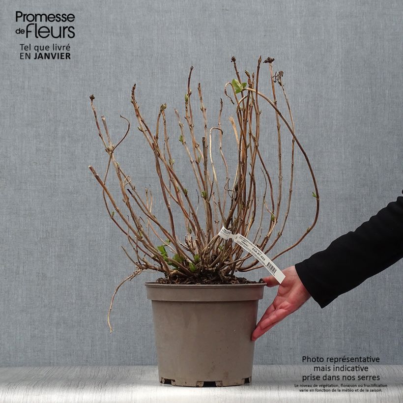 Hydrangea macrophylla Stellar Blue - Ortensia Vaso da 7,5L/10L esemplare consegnato in inverno