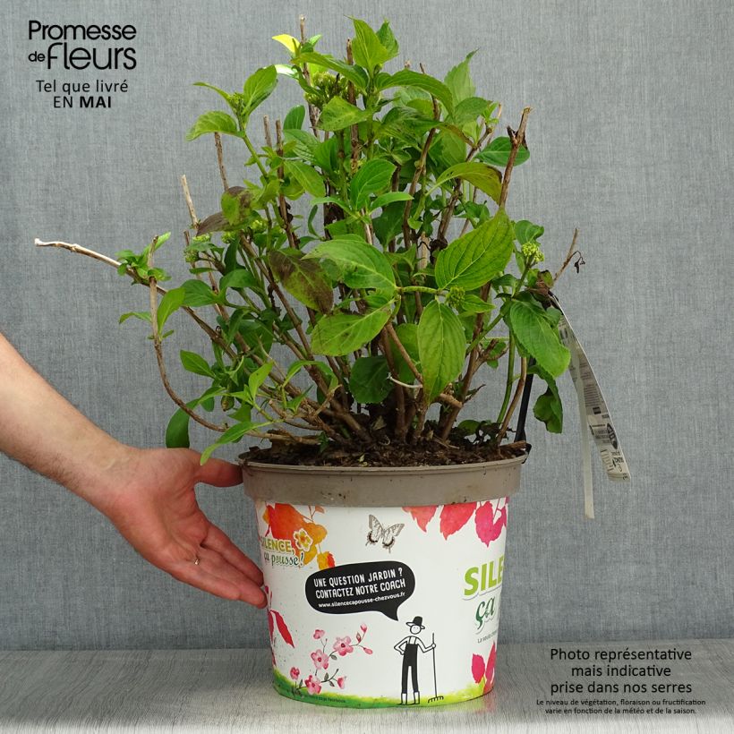 Hydrangea macrophylla Stellar Blue - Ortensia Vaso da 7,5L/10L esemplare consegnato in primavera