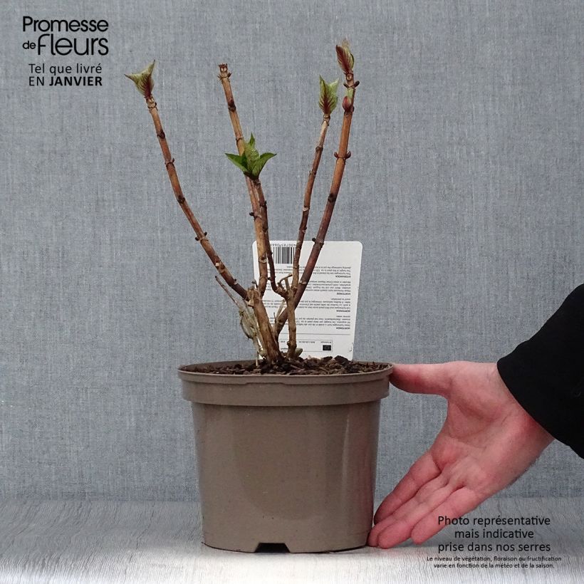 Hydrangea macrophylla Teller Blue - Ortensia Vaso da 2L/3L esemplare consegnato in inverno