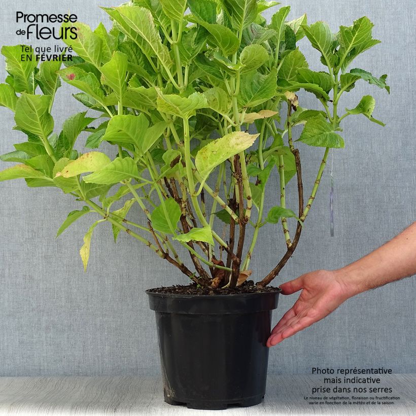 Esemplare di Hydrangea macrophylla Teller Blue - Ortensia Vaso da 7,5L/10L come consegnato in autunno