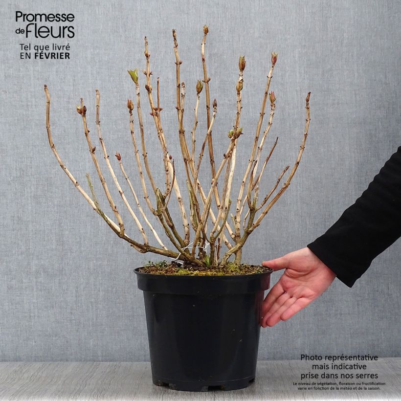 Hydrangea macrophylla Teller Blue - Ortensia Vaso da 7,5L/10L esemplare consegnato in inverno