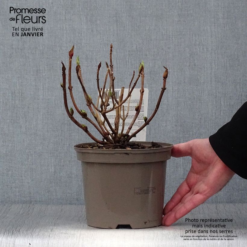 Hydrangea macrophylla Teller Red - Ortensia Vaso da 2L/3L esemplare consegnato in inverno