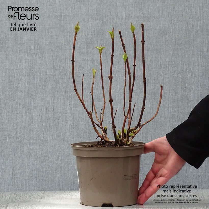 Hydrangea macrophylla White Wave - Ortensia Vaso da 2L/3L esemplare consegnato in inverno