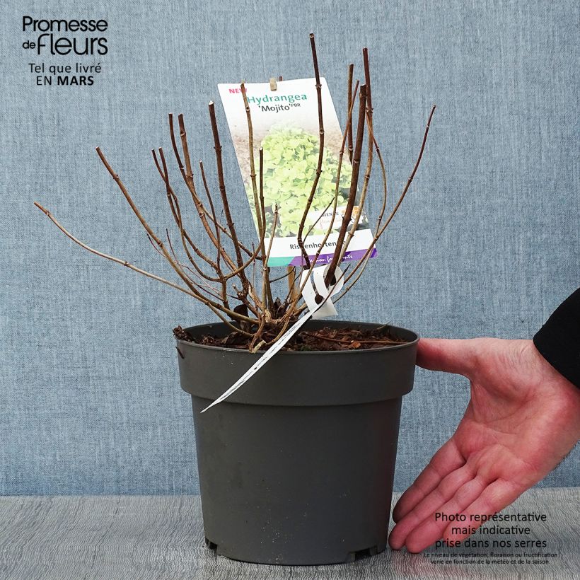 Hydrangea paniculata Mojito - Ortensia paniculata Vaso da 3L/4L esemplare consegnato in inverno