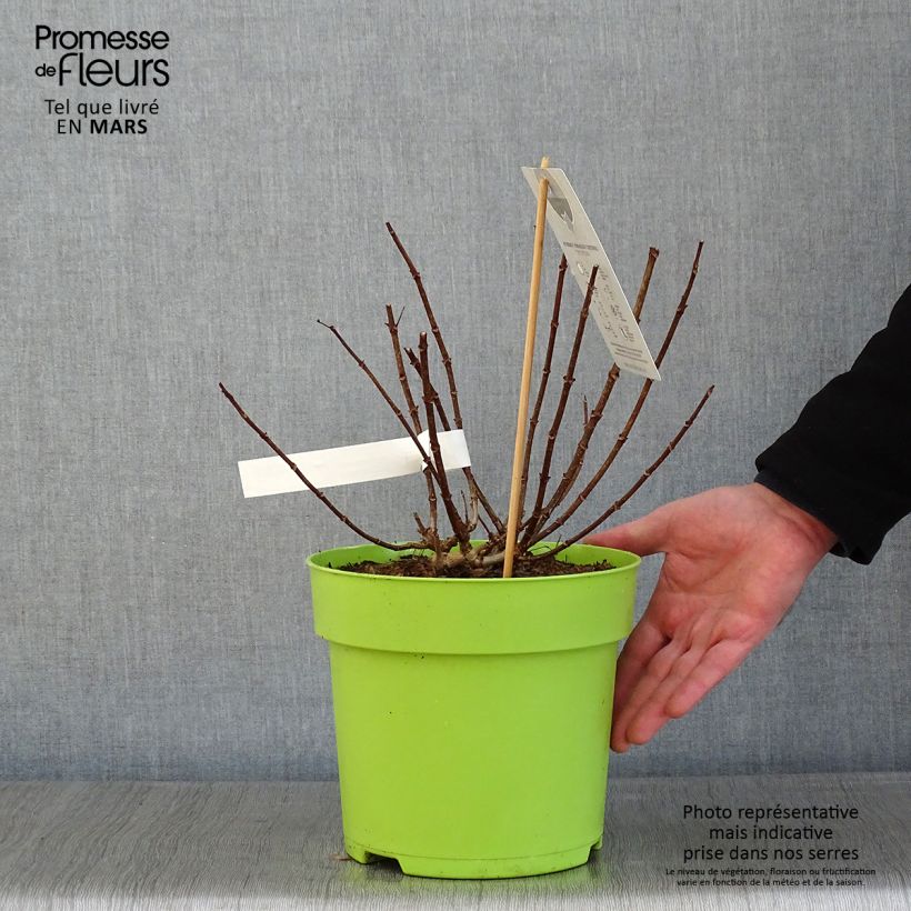 Hydrangea paniculata Petite Star - Ortensia paniculata Vaso da 4L/5L esemplare consegnato in inverno