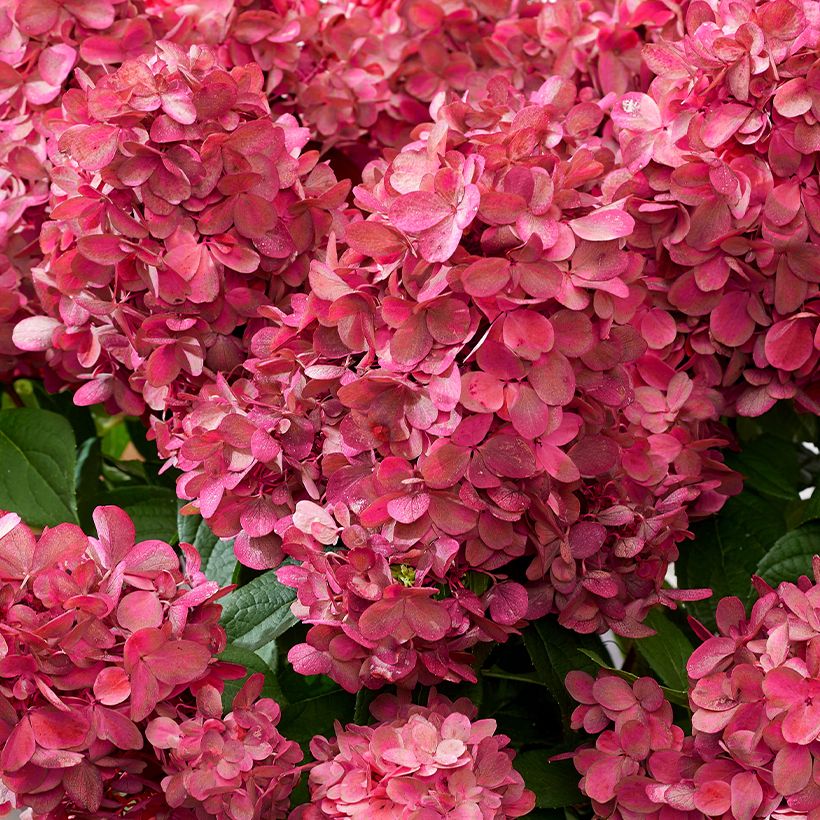 Hydrangea paniculata Bloody Marie - Ortensia paniculata (Fioritura)