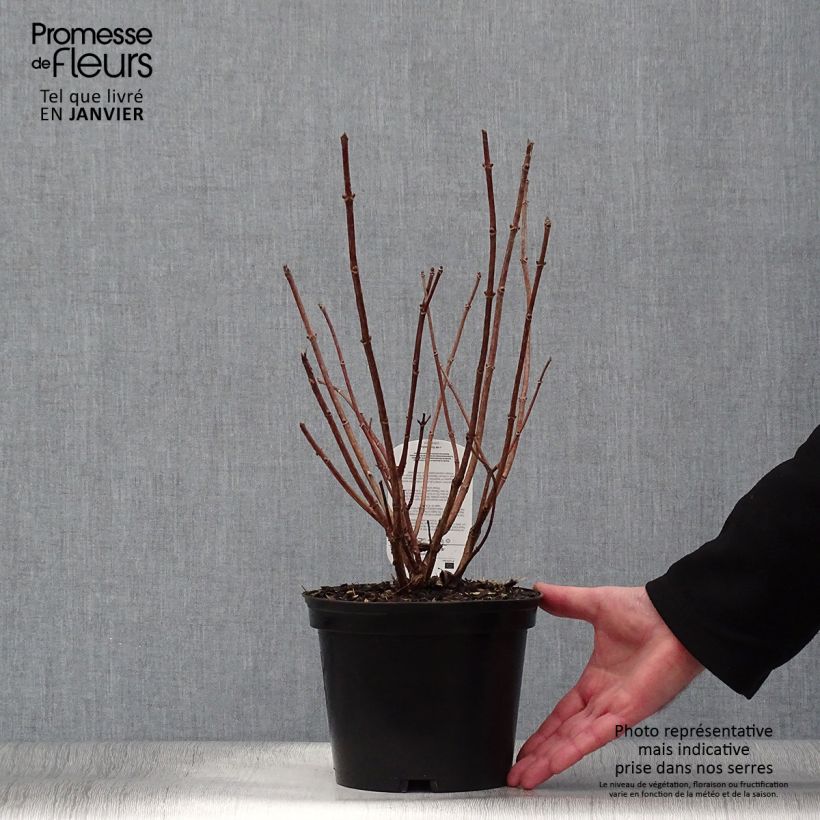 Hydrangea paniculata Dharuma - Ortensia paniculata Vaso da 2L/3L esemplare consegnato in inverno