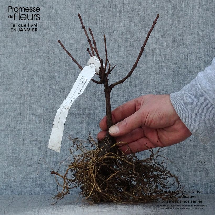 Hydrangea paniculata Early Harry - Ortensia paniculata Piante piccole a radice nuda esemplare consegnato in inverno