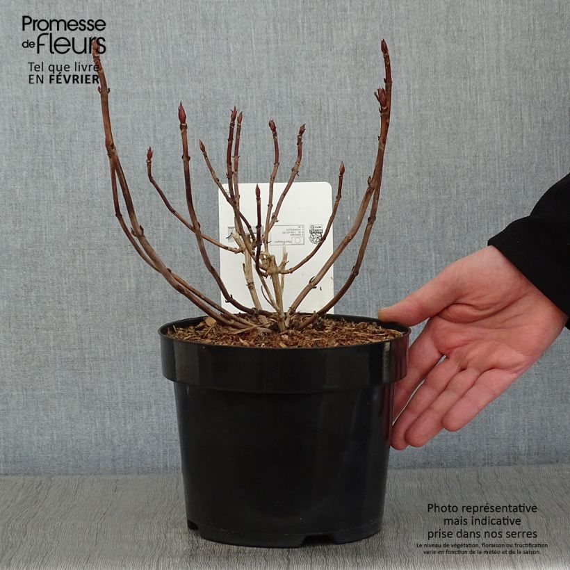 Hydrangea serrata Annie's Blue - Ortensia Vaso da 2L/3L esemplare consegnato in inverno