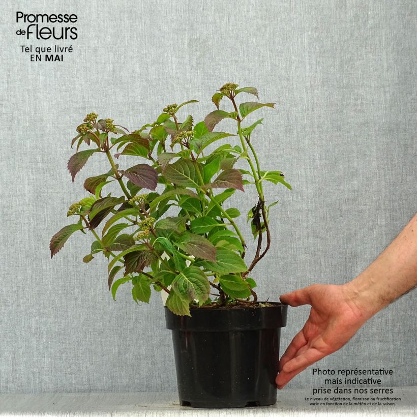 Hydrangea serrata Annie's Blue - Ortensia Vaso da 2L/3L esemplare consegnato in primavera