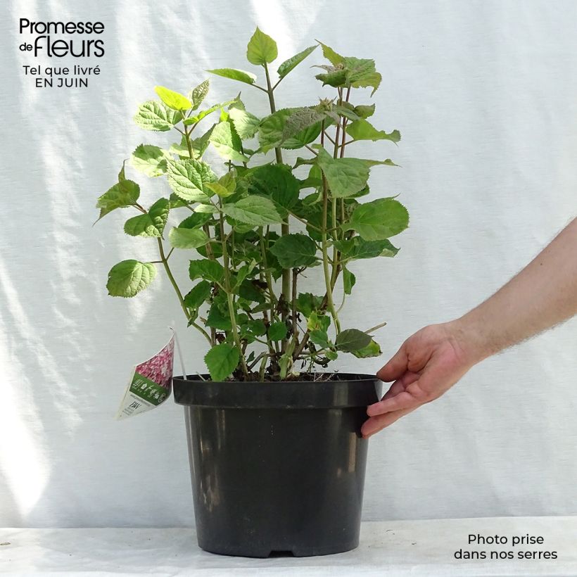 Esemplare di Hydrangea arborescens Sweet Annabelle - Ortensia Vaso da 7,5L/10L consegnato in estate