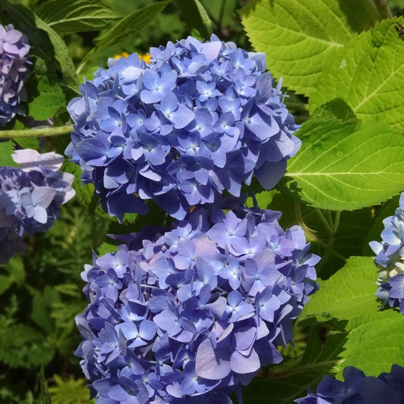 Hydrangea macrophylla Endless Summer The Original Blue - Ortensia (Fioritura)