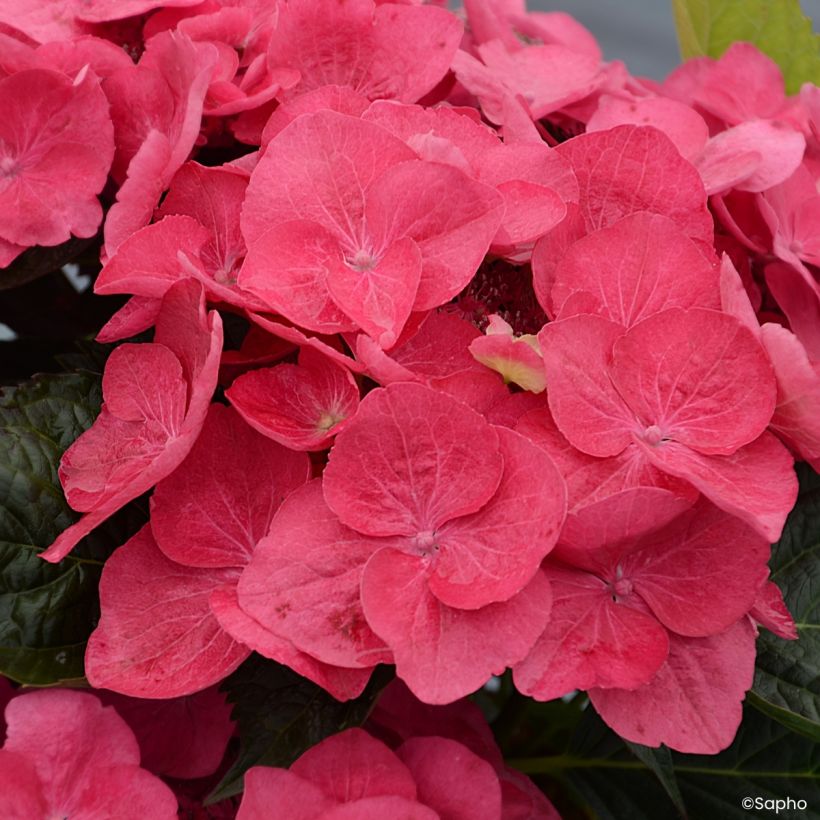 Hydrangea macrophylla Dolce Fragola - Ortensia (Fioritura)