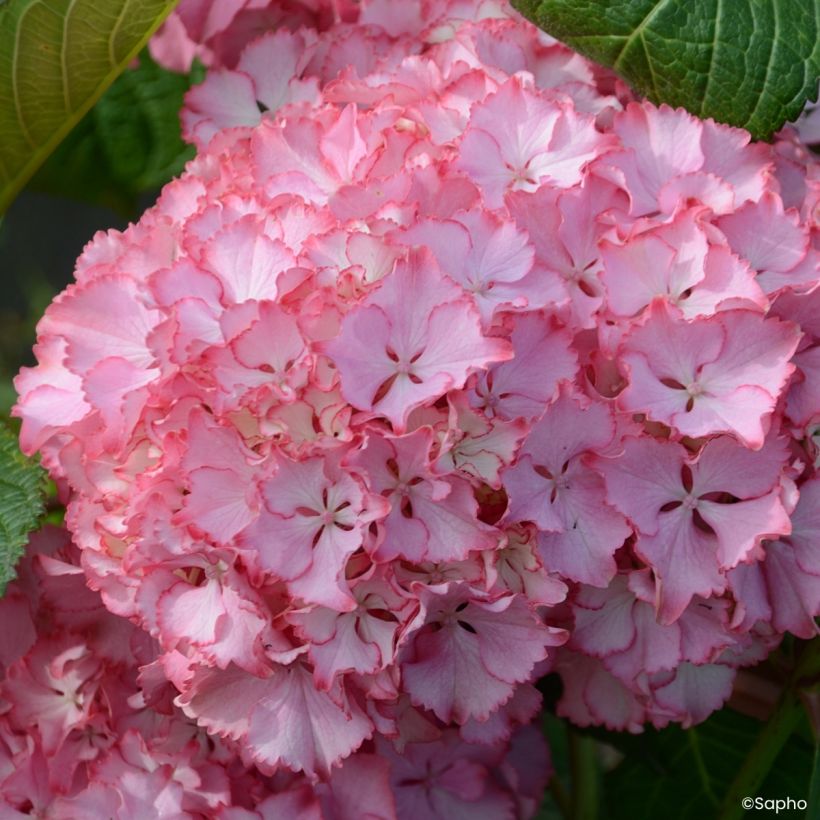 Hydrangea macrophylla So Long Sunny - Ortensia (Fioritura)