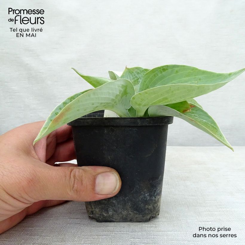 Hosta Abiqua Ariel Vasetto da 8/9 cm esemplare consegnato in primavera