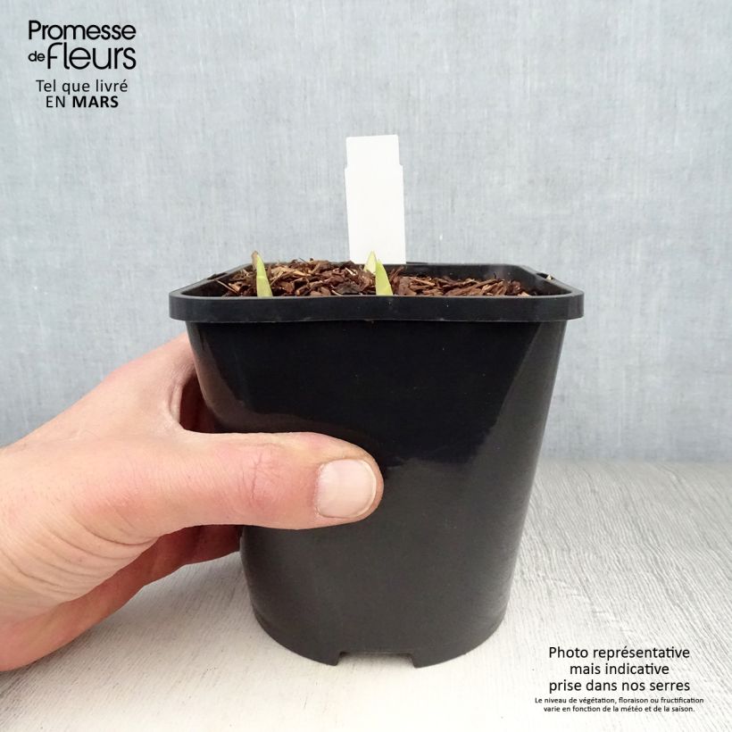 Hosta Adorable Vaso da 1,5L/2L esemplare consegnato in primavera