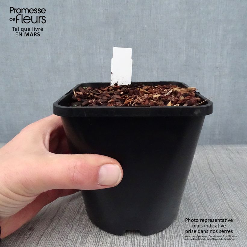 Hosta Adorable Vaso da 1,5L/2L esemplare consegnato in inverno