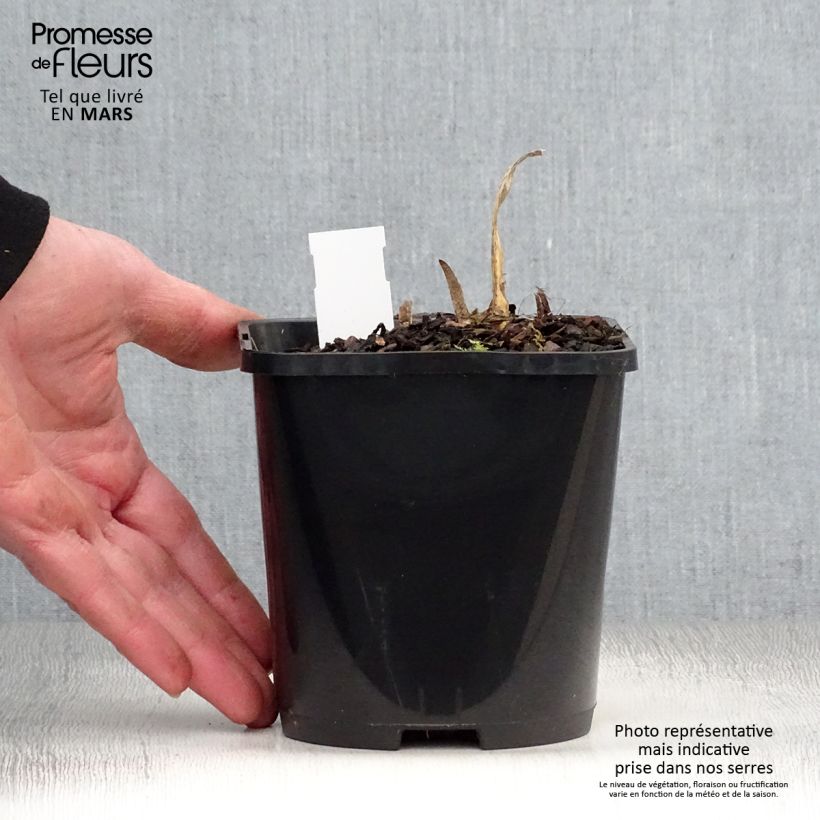 Hosta Allegan Fog Vaso da 1,5L/2L esemplare consegnato in primavera