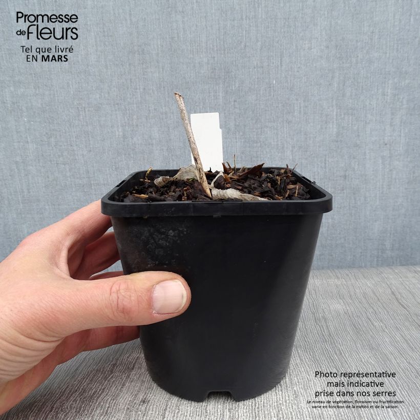 Hosta Alligator Alley Vaso da 1,5L/2L esemplare consegnato in inverno