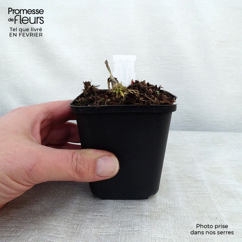 Hosta August Moon Vasetto da 8/9 cm esemplare consegnato in inverno