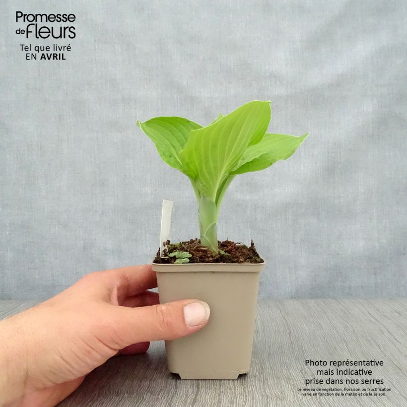 Hosta August Moon Vasetto da 8/9 cm esemplare consegnato in primavera