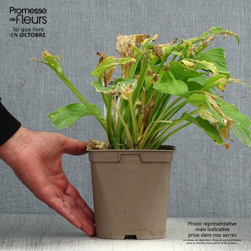 Esemplare di Hosta August Moon Vaso da 2L/3L come consegnato in autunno