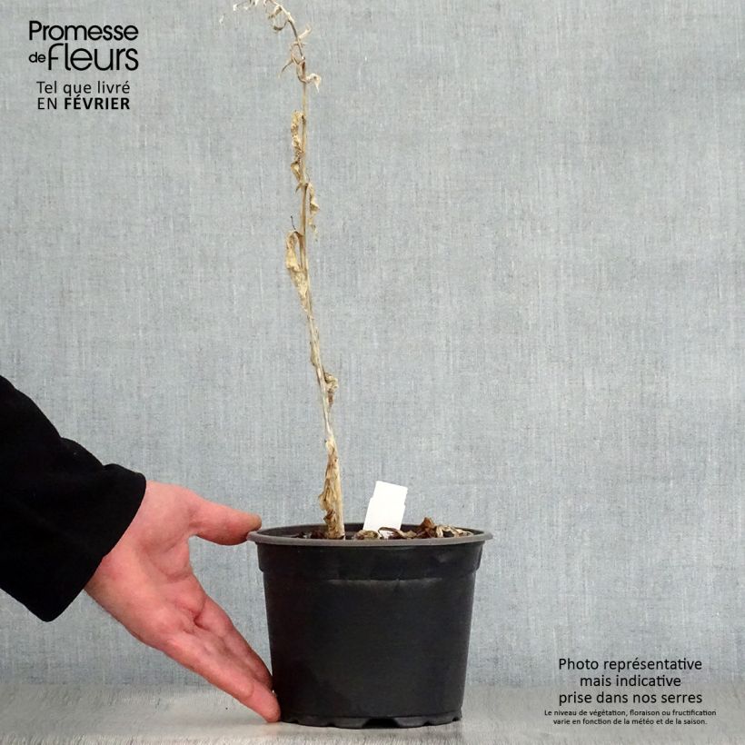 Hosta August Moon Vaso da 2L/3L esemplare consegnato in inverno