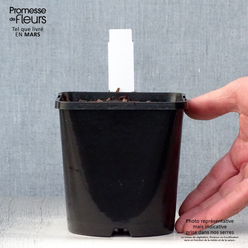 Hosta Autumn Frost Vaso da 1,5L/2L esemplare consegnato in primavera