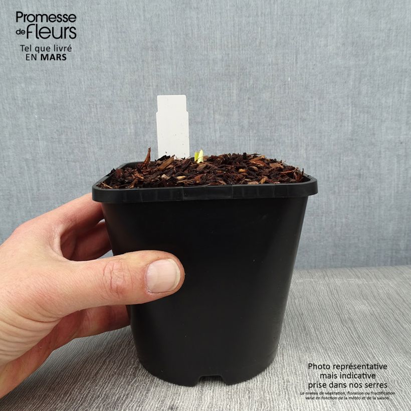 Hosta Autumn Frost Vaso da 1,5L/2L esemplare consegnato in inverno