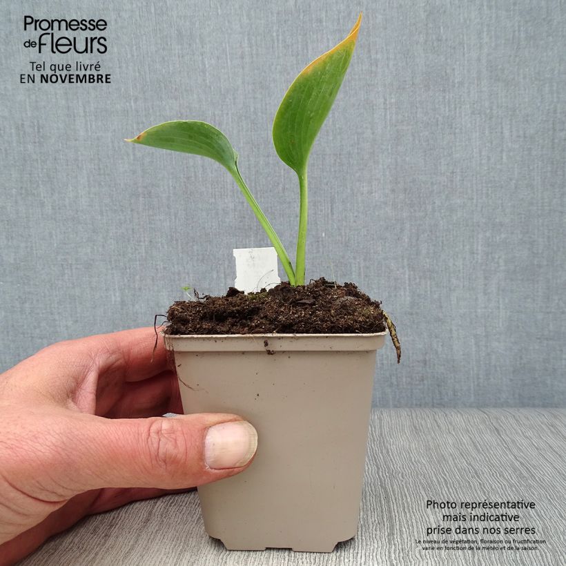Esemplare di Hosta Big daddy Vasetto da 8/9 cm come consegnato in autunno