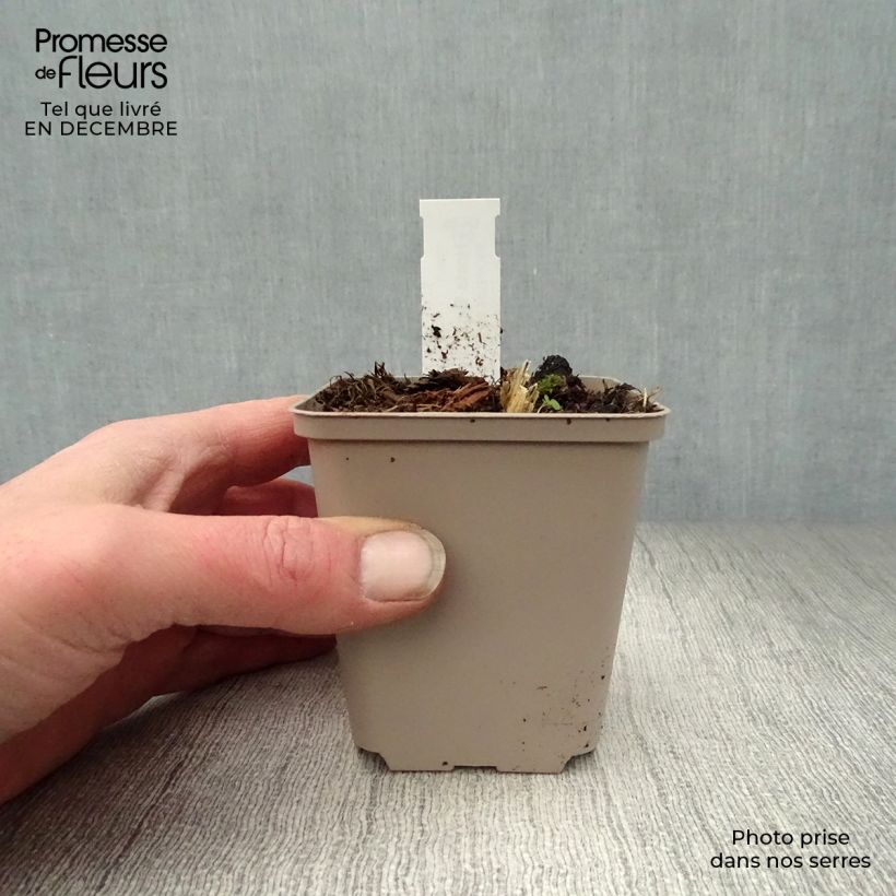 Hosta Big daddy Vasetto da 8/9 cm esemplare consegnato in inverno