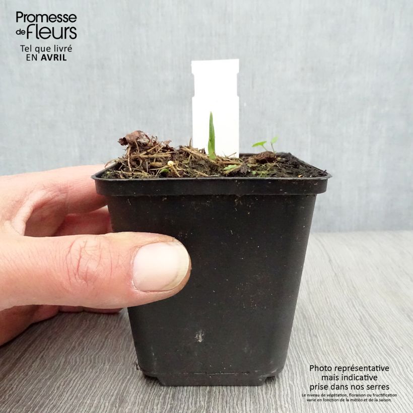 Hosta Big daddy Vasetto da 8/9 cm esemplare consegnato in primavera