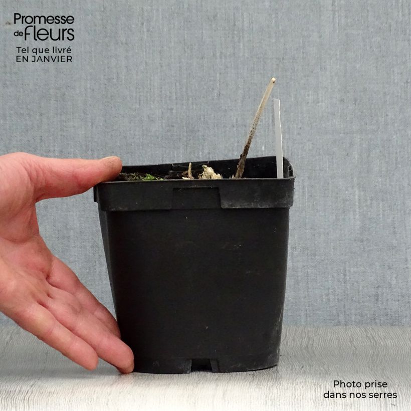 Hosta Big daddy Vaso da 2L/3L esemplare consegnato in inverno