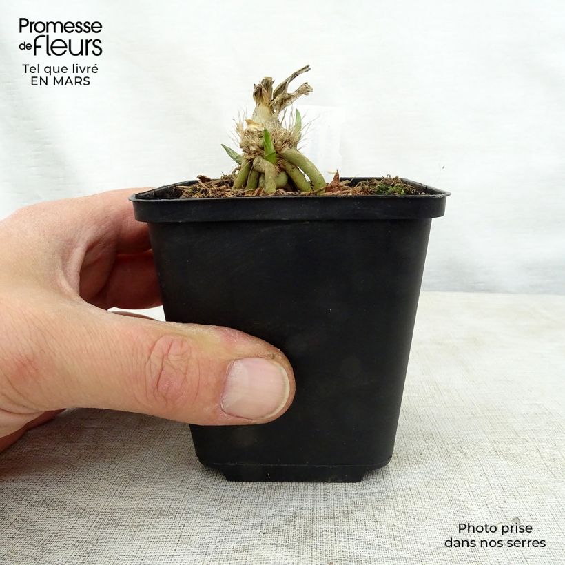 Hosta Big Mama Vasetto da 8/9 cm esemplare consegnato in primavera