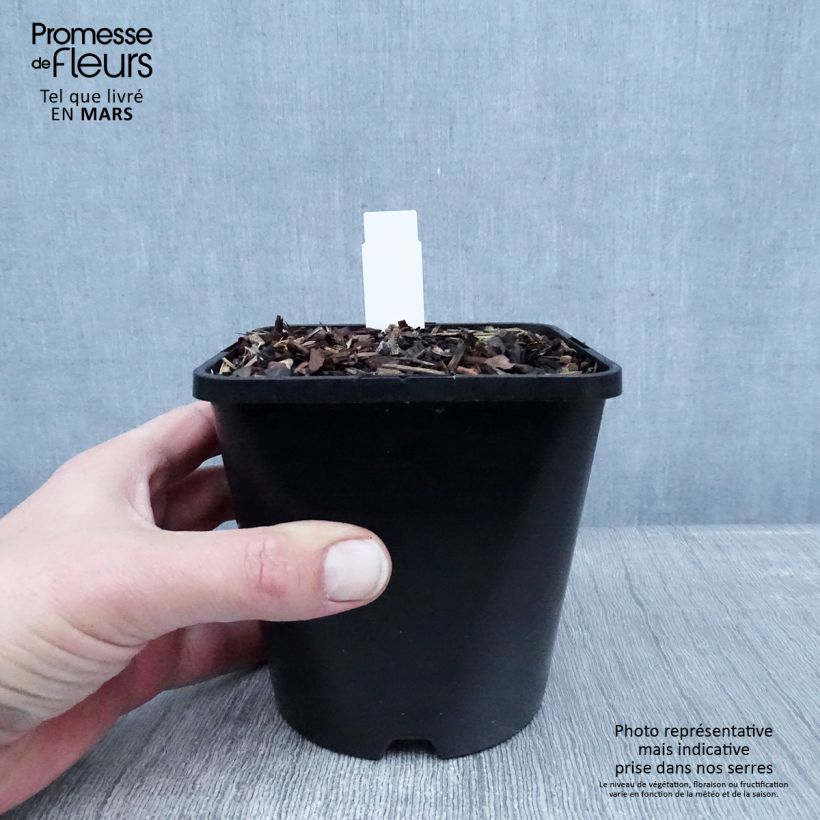 Hosta Big Mama Vaso da 1,5L/2L esemplare consegnato in inverno