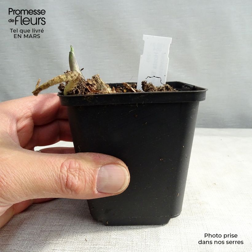 Hosta Hosta Blue Angel Vasetto da 8/9 cm esemplare consegnato in primavera