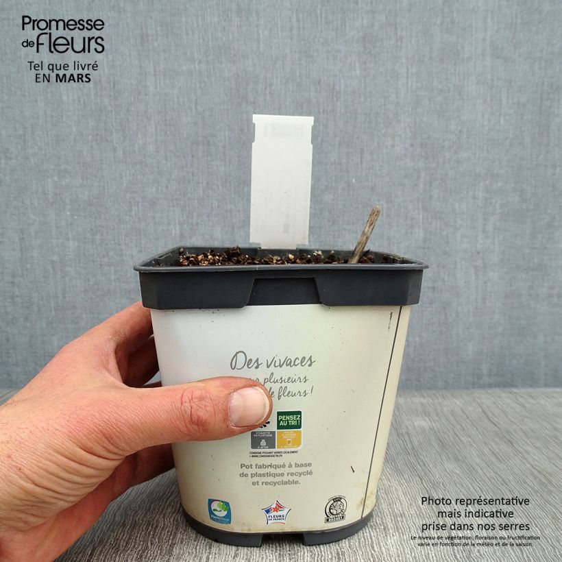 Hosta Hosta Blue Angel Vaso da 1,5L/2L esemplare consegnato in inverno