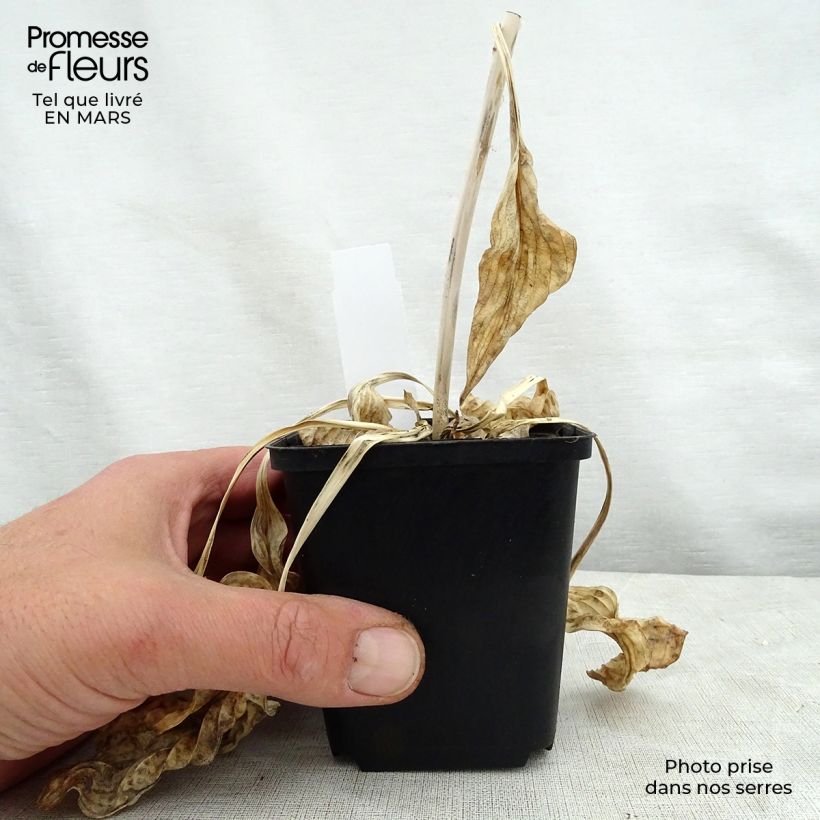 Hosta Hosta Blue Cadet Vasetto da 8/9 cm esemplare consegnato in primavera