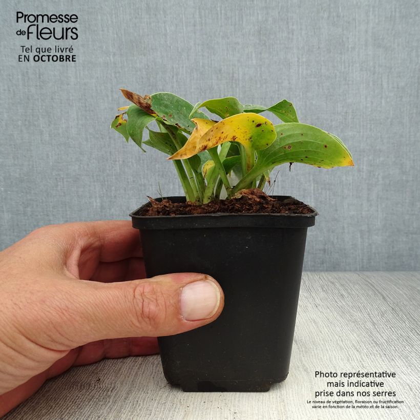Esemplare di Hosta Hosta Blue Cadet Vasetto da 8/9 cm come consegnato in autunno