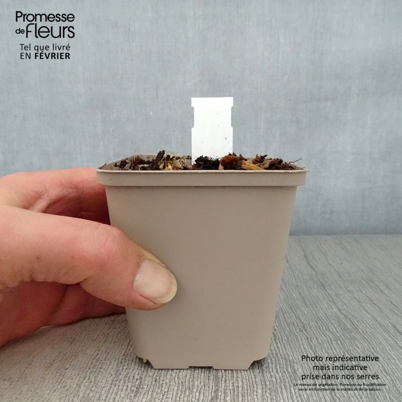 Hosta Hosta Blue Cadet Vasetto da 8/9 cm esemplare consegnato in inverno