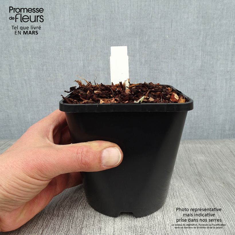 Hosta Blue Flame Vaso da 1,5L/2L esemplare consegnato in inverno