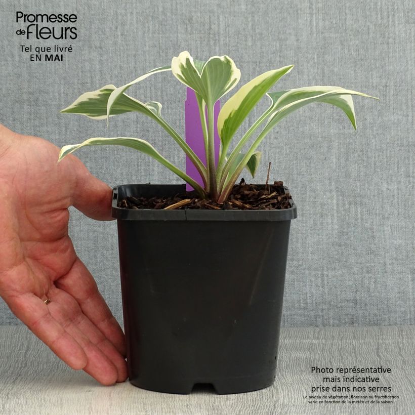 Hosta tardiana Blue Ivory Vaso da 1,5L/2L esemplare consegnato in primavera