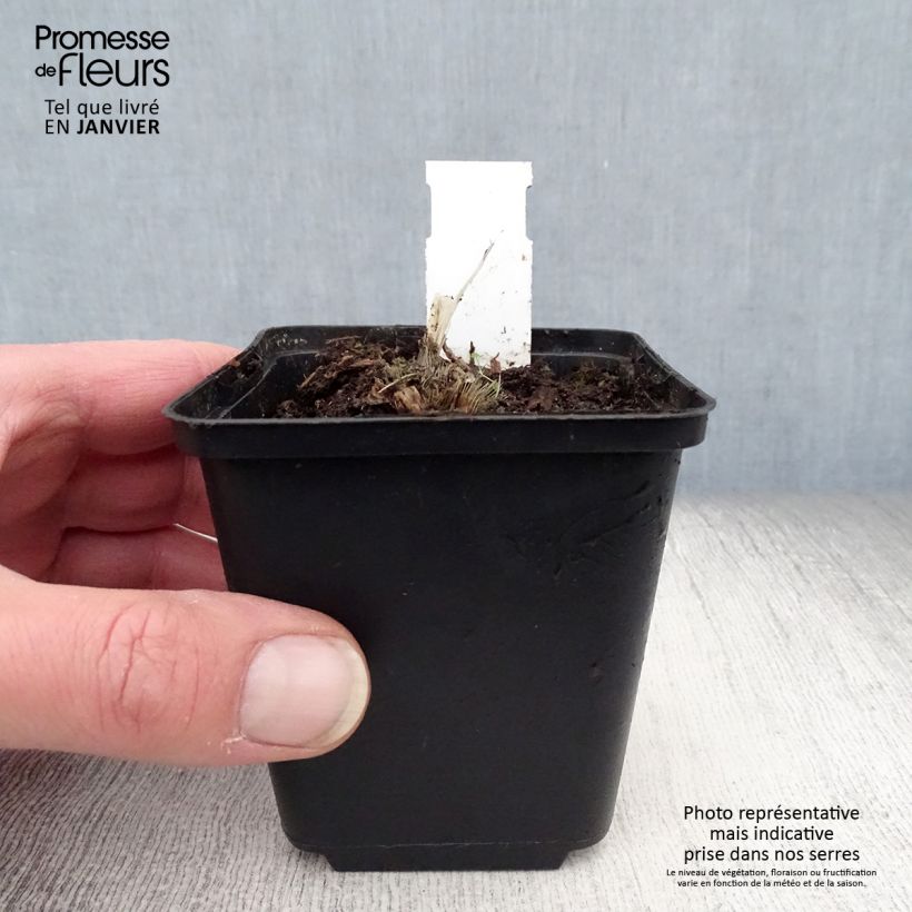 Hosta Blue Mouse Ears Vasetto da 8/9 cm esemplare consegnato in inverno