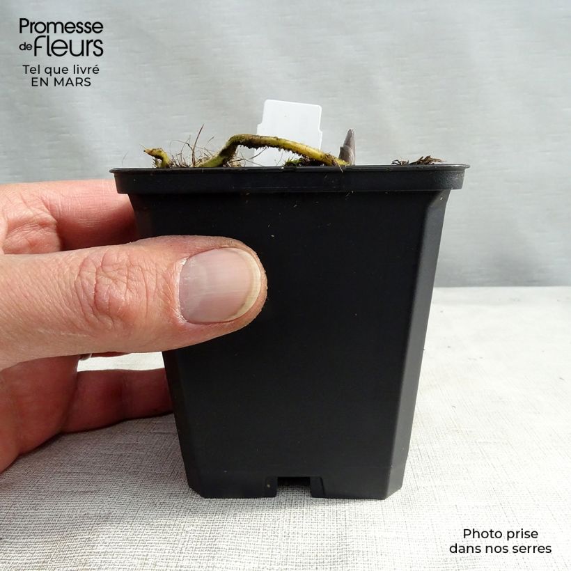 Hosta Blue Umbrellas Vasetto da 8/9 cm esemplare consegnato in inverno