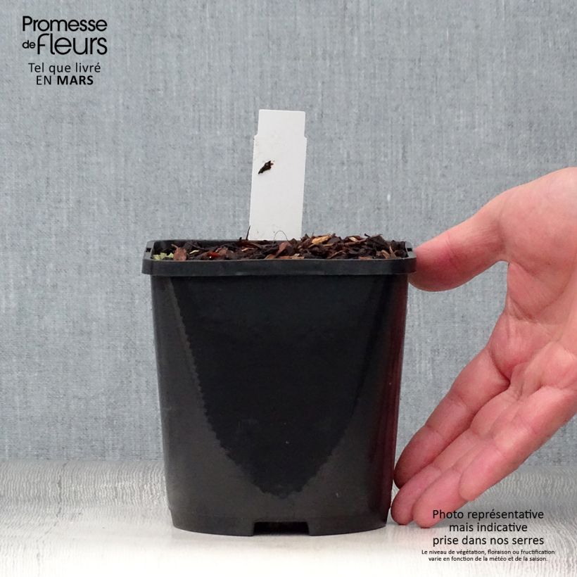 Hosta Blue Vision Vaso da 1,5L/2L esemplare consegnato in primavera