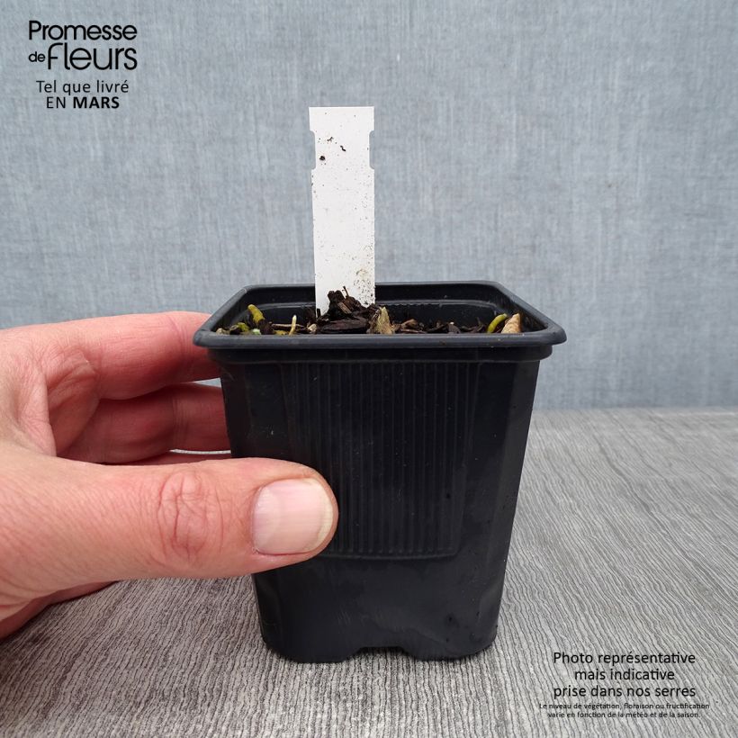 Hosta Bressingham Blue Vasetto da 8/9 cm esemplare consegnato in inverno