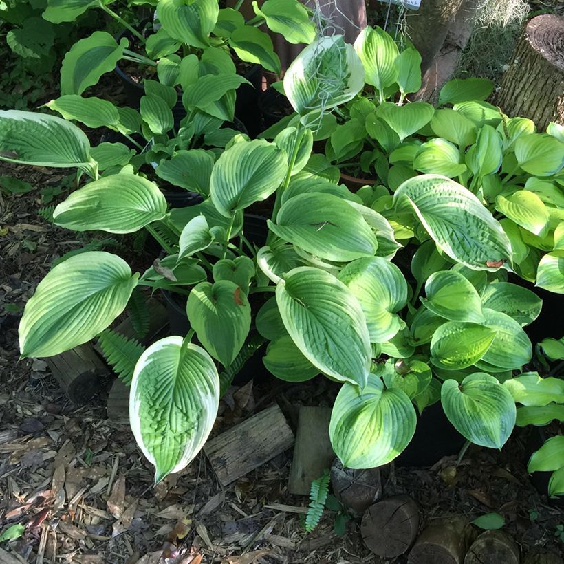 Hosta Bridal Falls (Porto)