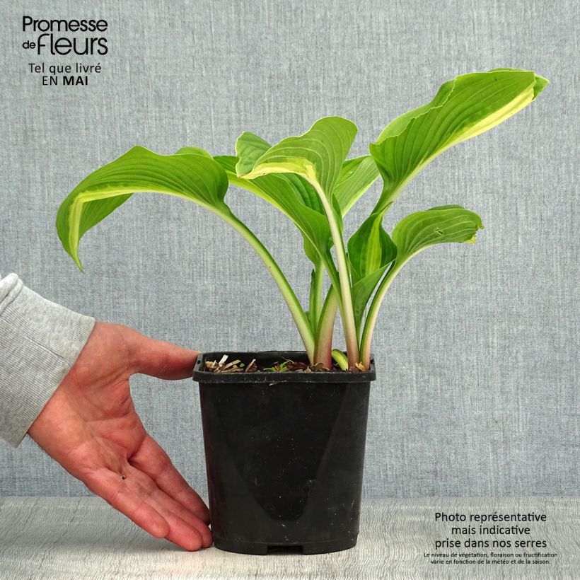 Hosta Broad Street Vaso da 1,5L/2L esemplare consegnato in primavera